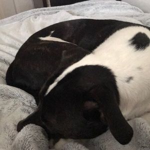 Meet your Posher, Zed